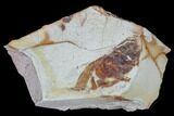 Fossil Pea Crab (Pinnixa) From California - Miocene #85311-1